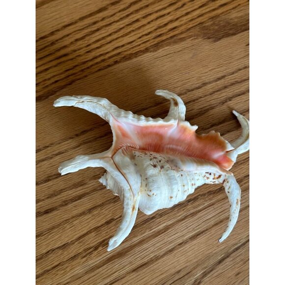 Large Spiny Murex Seashell - Natural Beach Decor 6" Decorative Spider Shell - Picture 6 of 11